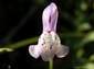 fondos de foto de flor linaria de los campos de Ajalvir ( pos. Linaria Amethystea Multipunctata ) hasta 2560x1920